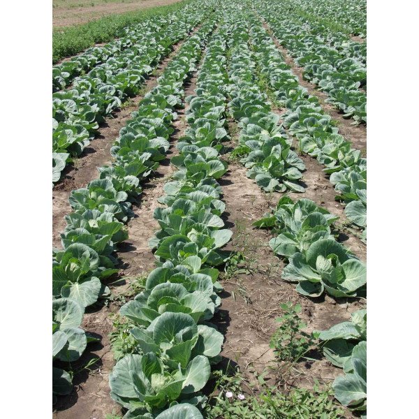 Насіння капусти білокачанної Камбрія F1 /2.500 насінин/ *Bejo Zaden*