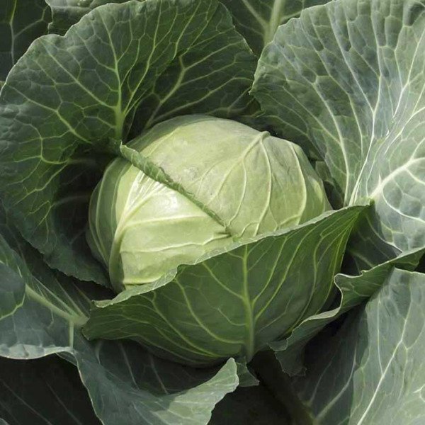 Насіння капусти білоголової Парел F1 /2.500 насінин/ *Bejo Zaden*