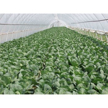 Капуста белокочанная Парел F1 /2.500 семян/ *Bejo Zaden*