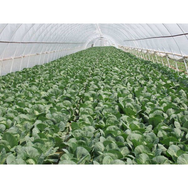 Насіння капусти білоголової Парел F1 /2.500 насінин/ *Bejo Zaden*