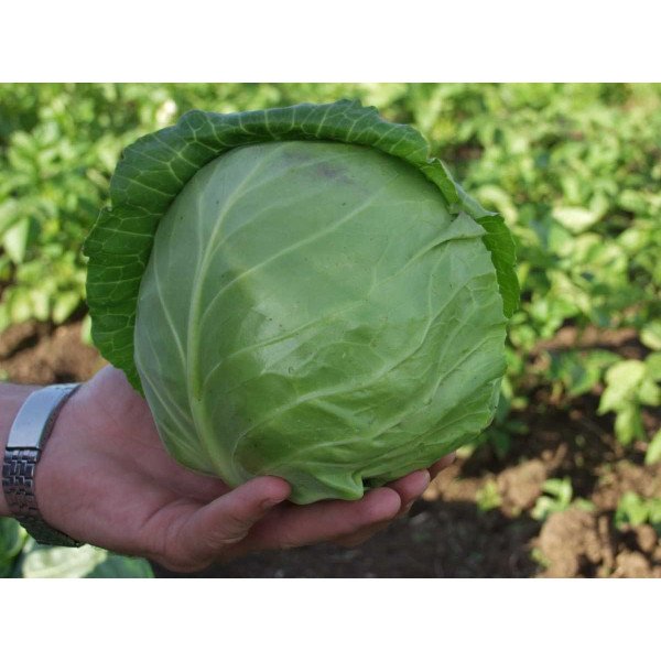 Насіння капусти білоголової Парел F1 /2.500 насінин/ *Bejo Zaden*