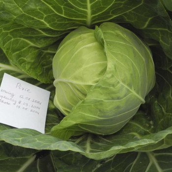 Капуста білоголова Піксі F1 /1.000 насінин/ *Dorsing Seeds*