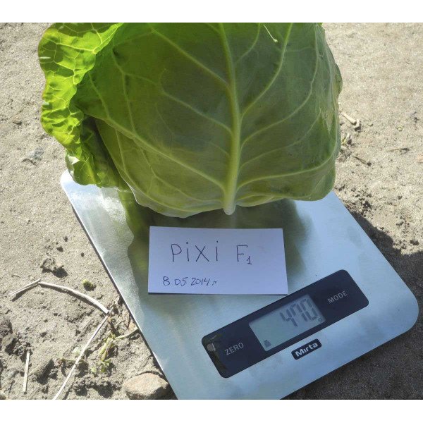 Семена капусты белокочанной Пикси F1 /1.000 семян/ *Dorsing Seeds*