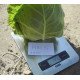 Семена капусты белокочанной Пикси F1 /1.000 семян/ *Dorsing Seeds*