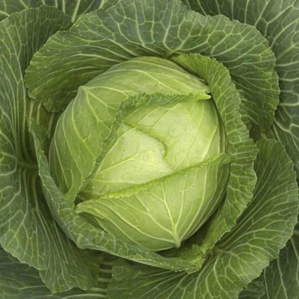 Насіння капусти білоголової Скай Ейс F1 /1.000 насінин/ *Nong Woo Bio*