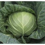 Капуста білоголова Сюрприз F1 /2.500 насінин/ *Bejo Zaden*