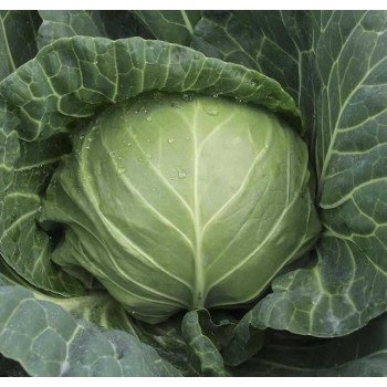 Капуста белокочанная Сюрприз F1 /2.500 семян/ *Bejo Zaden*
