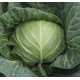 Семена капусты белокочанной Сюрприз F1 /2.500 семян/ *Bejo Zaden*