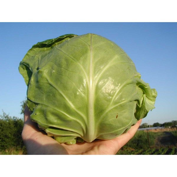 Семена капусты белокочанной Сюрприз F1 /2.500 семян/ *Bejo Zaden*