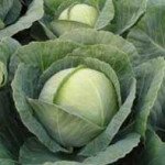 Капуста білоголова Тіара F1 /2.500 насінин/ *Bejo Zaden*