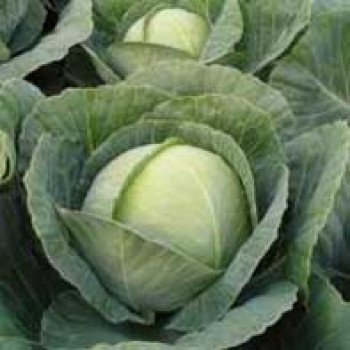 Капуста белокочанная Тиара F1 /2.500 семян/ *Bejo Zaden*