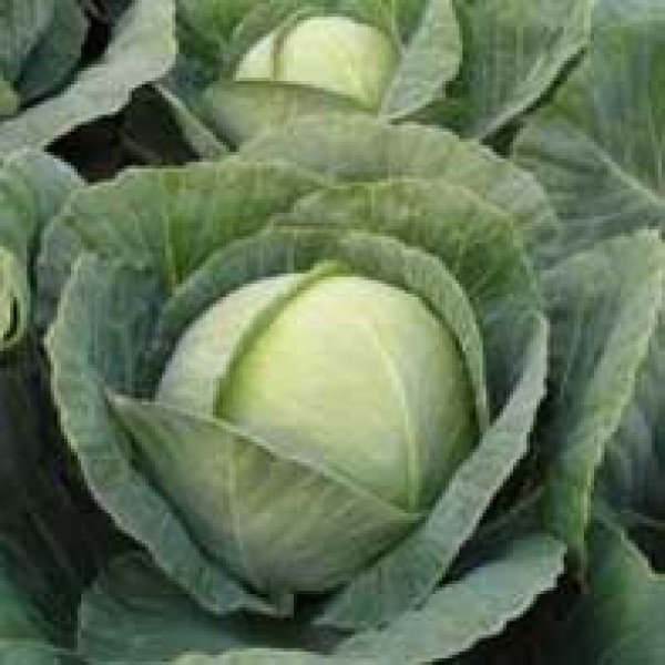 Семена капусты белокочанной Тиара F1 /2.500 семян/ *Bejo Zaden*