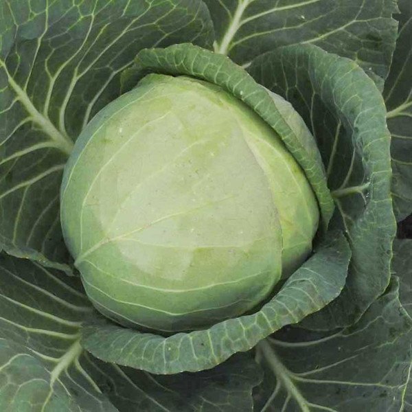 Насіння капусти білоголової Фарао F1 /2.500 насінин/ *Bejo Zaden*