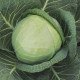 Насіння капусти білоголової Фарао F1 /2.500 насінин/ *Bejo Zaden*