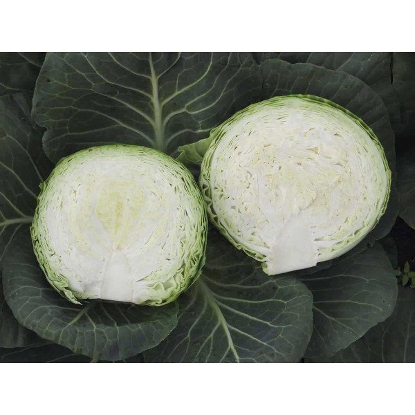 Насіння капусти білоголової Фарао F1 /2.500 насінин/ *Bejo Zaden*