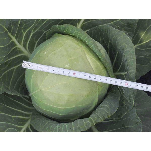 Насіння капусти білоголової Фарао F1 /2.500 насінин/ *Bejo Zaden*