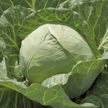 Капуста белокочанная Чесма F1 /1.000 семян калибр/ *Rijk Zwaan*
