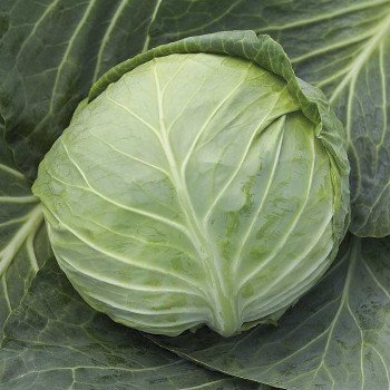 Капуста белокочанная Чесма F1 /1.000 семян калибр/ *Rijk Zwaan*