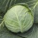 Насіння капусти білоголової Чесма F1 /1.000 насінин калібр/ *Rijk Zwaan*