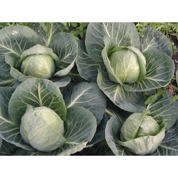 Насіння капусти білоголової Чесма F1 /2.500 насінин калібр/ *Rijk Zwaan*