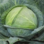 Капуста білоголова Атрія F1 /2.500 насінин/ *Seminis*