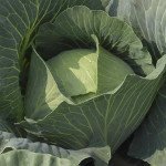 Капуста білоголова Бронко F1 /2.500 насінин/ *Bejo Zaden*