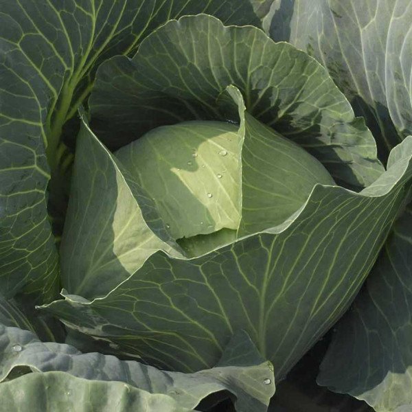 Насіння капусти білоголової Бронко F1 /2.500 насінин/ *Bejo Zaden*