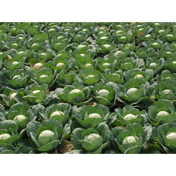 Капуста белокочанная Бронко F1 /2.500 семян/ *Bejo Zaden*