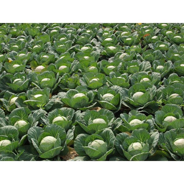 Насіння капусти білоголової Бронко F1 /2.500 насінин/ *Bejo Zaden*