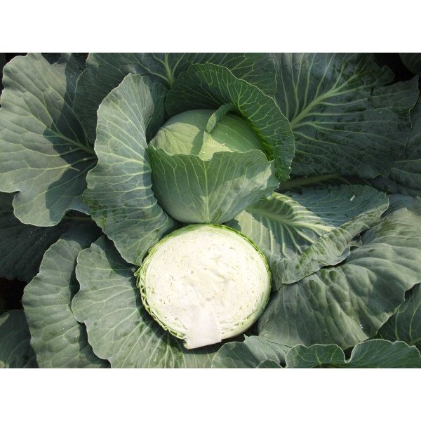 Насіння капусти білоголової Бронко F1 /2.500 насінин/ *Bejo Zaden*