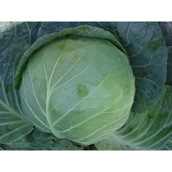 Семена капусты белокочанной Гигант F1 /1.000 семян/ *Tezier*