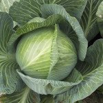 Капуста білоголова Гігант F1 /10.000 насінин/ *Tezier*