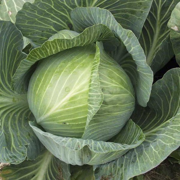 Насіння капусти білокачанної Гігант F1 /10.000 насінин/ *Tezier*