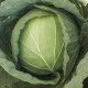 Семена капусты белокочанной Козак F1 /1.000 семян/ *Tezier*
