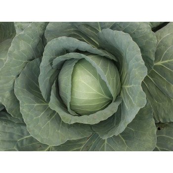 Капуста білоголова Козак F1 /2.500 насінин/ *Tezier*