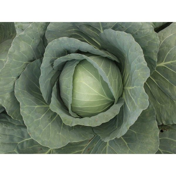 Насіння капусти білоголової Козак F1 /2.500 насінин/ *Tezier*