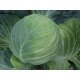Насіння капусти білоголової Козак F1 /2.500 насінин/ *Tezier*