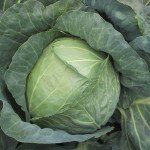 Капуста білоголова Копенгаген Маркет /100 грам/ *United Genetics*