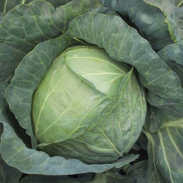 Насіння капусти білоголової Копенгаген Маркет /100 грам/ *United Genetics*