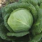 Капуста білоголова Краутман F1 /2.500 насінин/ *Bejo Zaden*