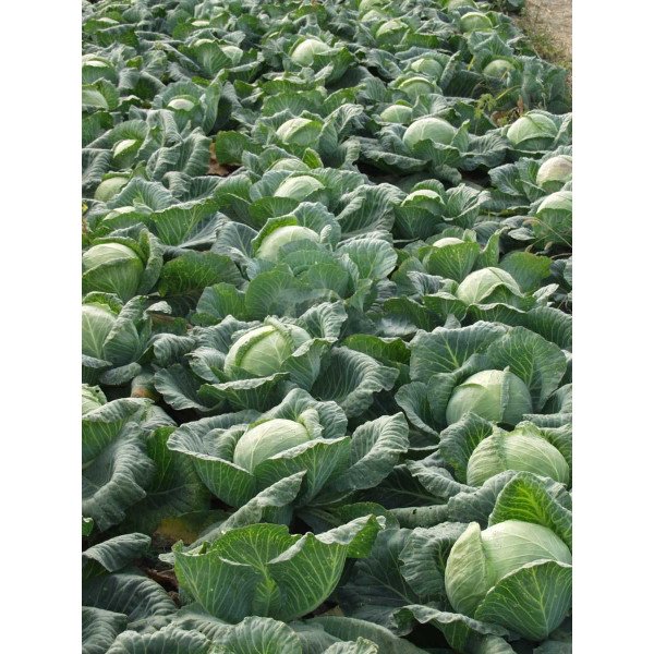 Семена капусты белокочанной Краутман F1 /2.500 семян/ *Bejo Zaden*