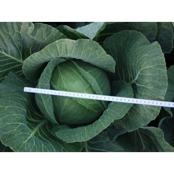 Капуста белокочанная Краутман F1 /2.500 семян/ *Bejo Zaden*