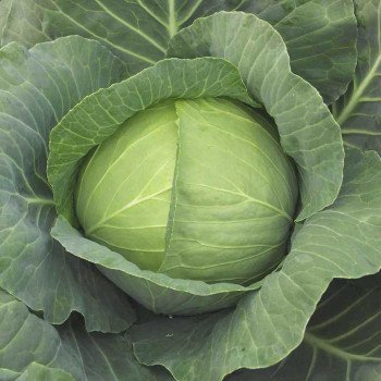 Капуста білоголова Кубок F1 /1.000 насінин/ *Tezier*