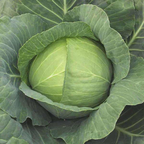Насіння капусти білоголової Кубок F1 /1.000 насінин/ *Tezier*