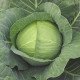 Насіння капусти білоголової Кубок F1 /1.000 насінин/ *Tezier*