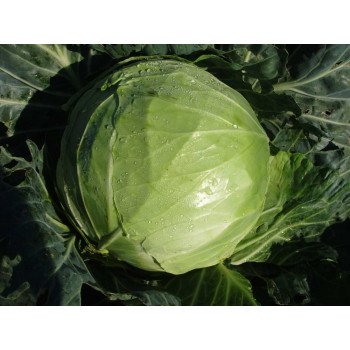 Капуста білоголова Кубок F1 /1.000 насінин/ *Tezier*