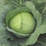 Капуста білоголова Кубок F1 /2.500 насінин/ *Tezier*
