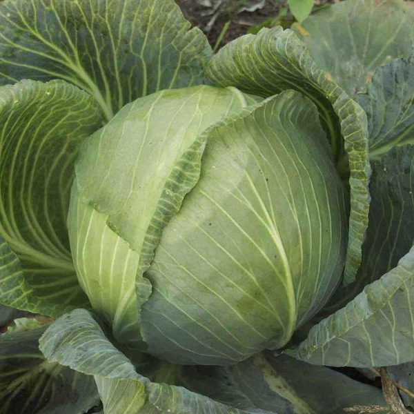 Семена капусты белокочанной Леопольд F1 /2.500 семян/ *Bejo Zaden*