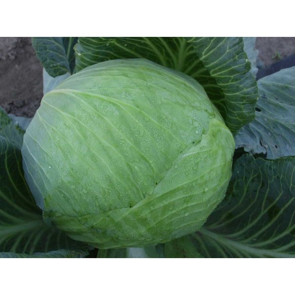 Семена капусты белокочанной Леопольд F1 /2.500 семян/ *Bejo Zaden*