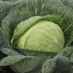 Капуста білоголова Мегатон F1 /2.500 насінин/ *Bejo Zaden*